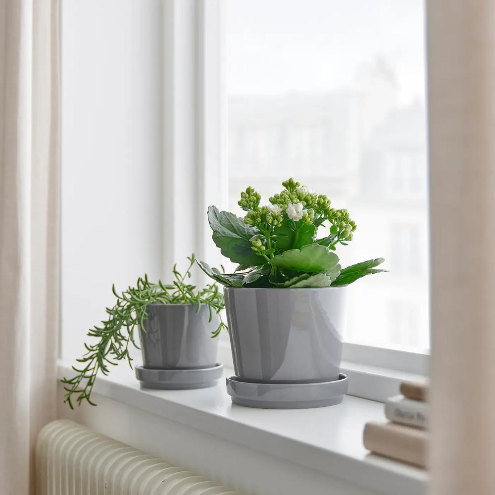 KALANCHOE растение в горшке 2