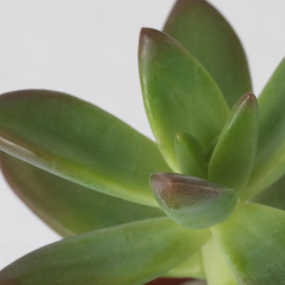 SUCCULENT комнатное растение в горшке 4