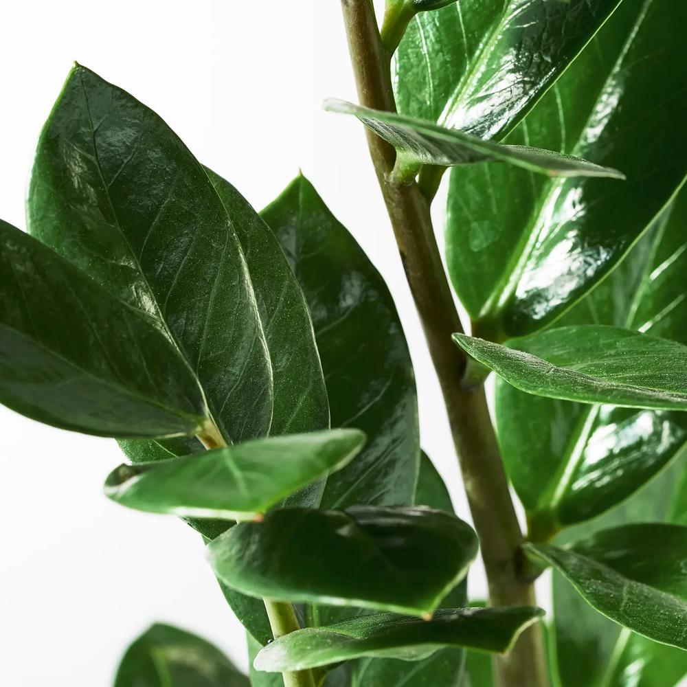 ZAMIOCULCAS растение в горшке 2