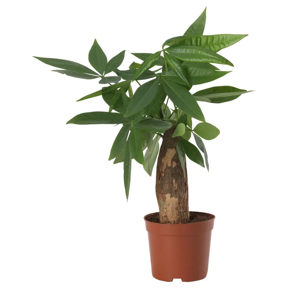 PACHIRA AQUATICA комнатное растение 1