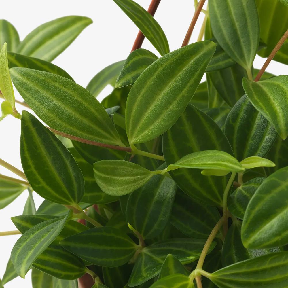 PEPEROMIA TETRAGONA подвесное растение 2