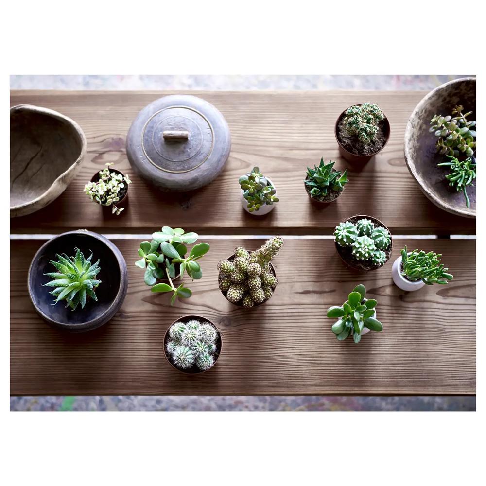 SUCCULENT комнатное растение в горшке 2