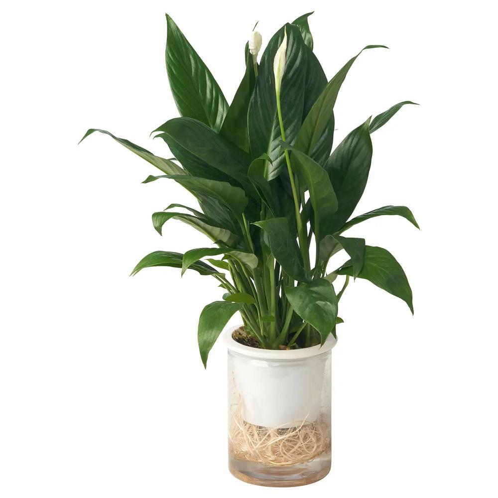 SPATHIPHYLLUM растение 1
