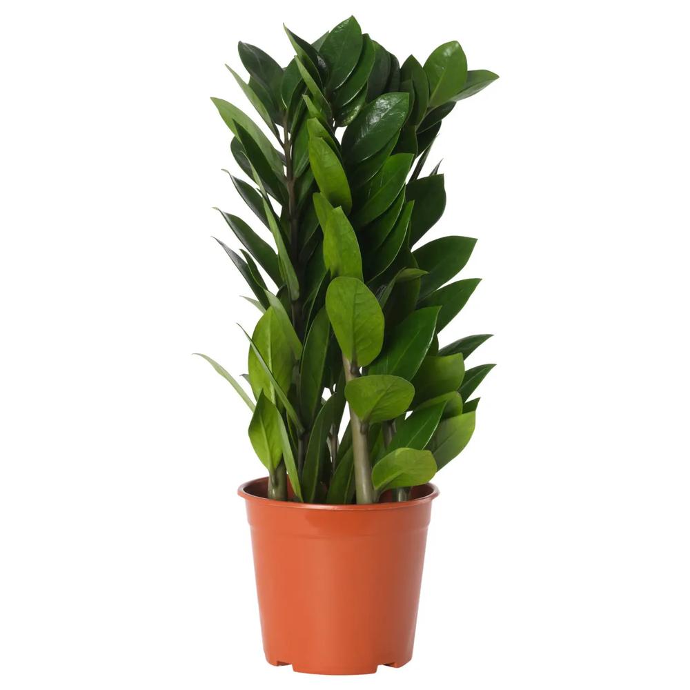 ZAMIOCULCAS растение в горшке 1