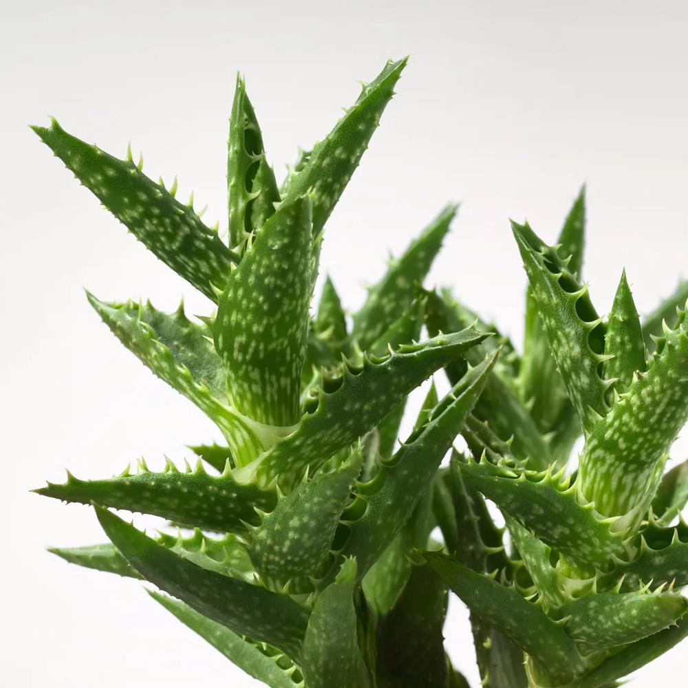 SUCCULENT комнатное растение в горшке 5