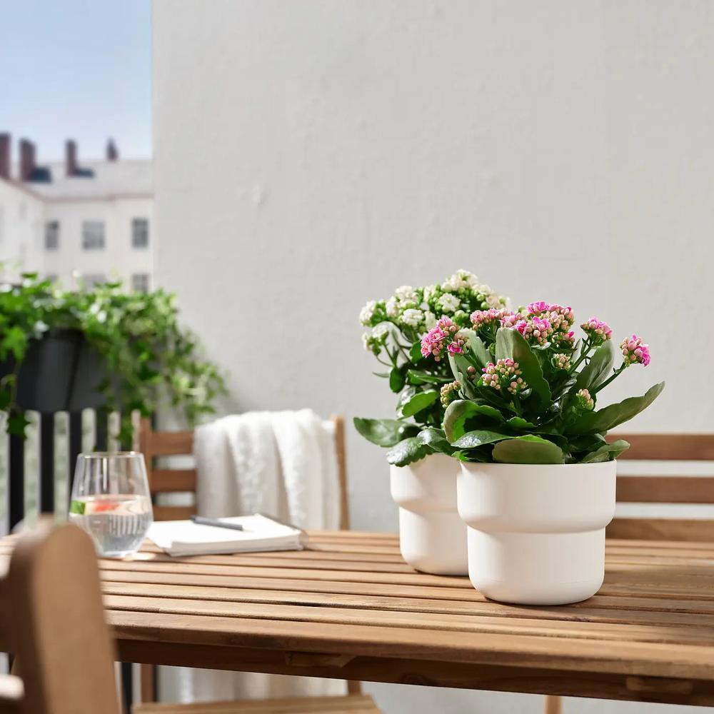 KALANCHOE растение в горшке 3