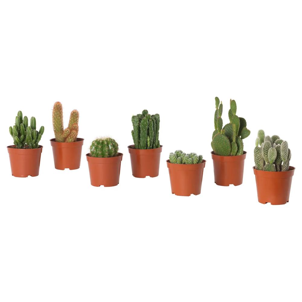 Комнатное растение CACTACEAE 1