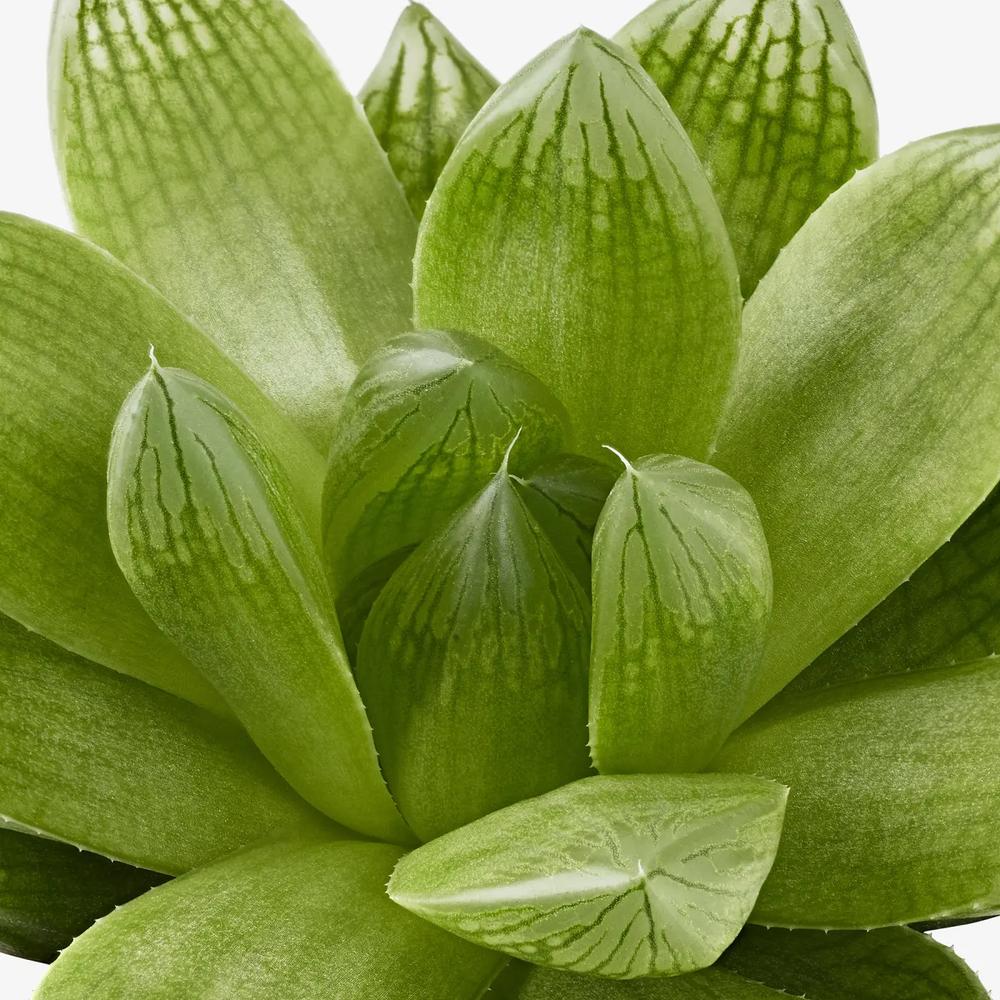 SUCCULENT комнатное растение в горшке 3
