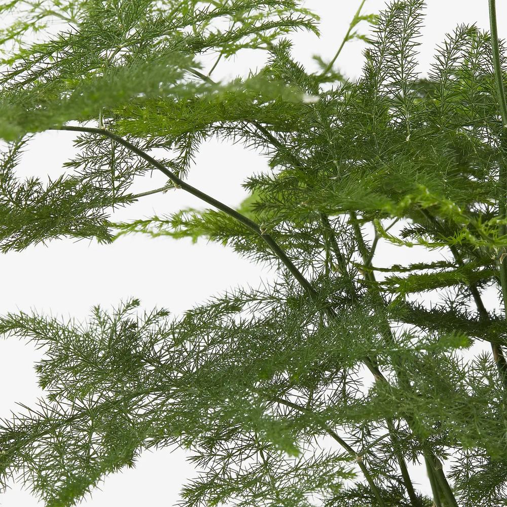 ASPARAGUS SETACEUS растение 2