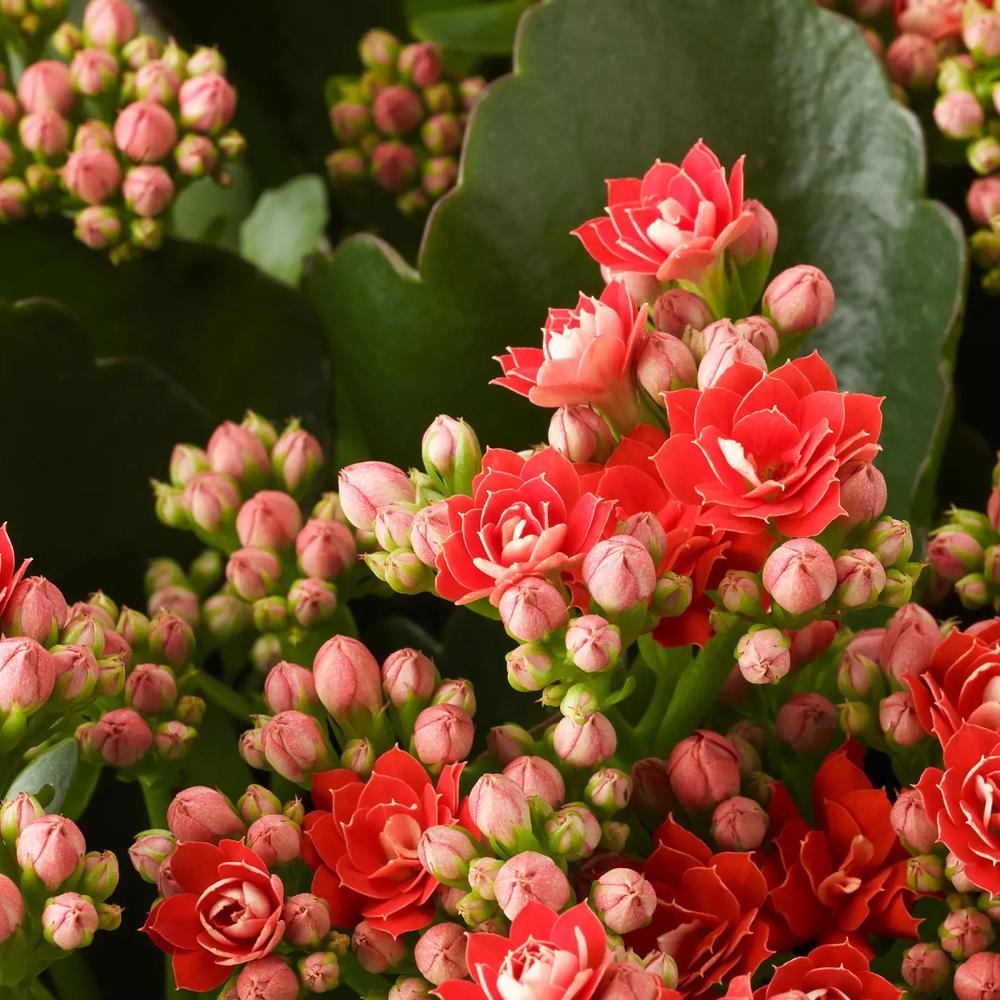 KALANCHOE растение в горшке 4