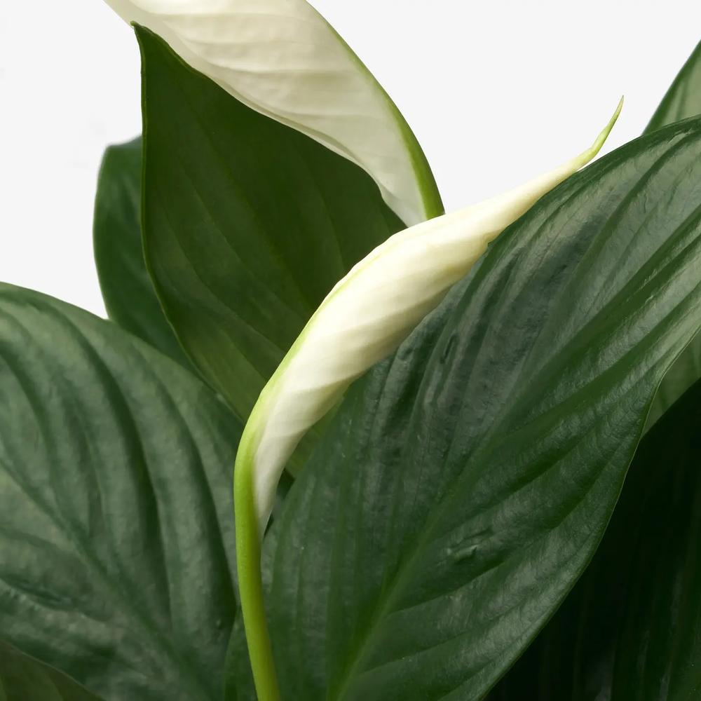 SPATHIPHYLLUM растение 3