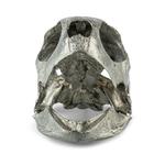 turtle-skull sculpture 2