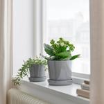 KALANCHOE растение в горшке 2
