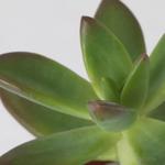 SUCCULENT комнатное растение в горшке 4