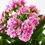 KALANCHOE растение в горшке 5
