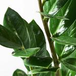 ZAMIOCULCAS растение в горшке 2