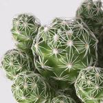 Комнатное растение CACTACEAE 2