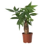 PACHIRA AQUATICA комнатное растение 1
