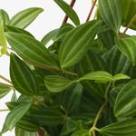 PEPEROMIA TETRAGONA подвесное растение 2