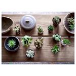 SUCCULENT комнатное растение в горшке 2
