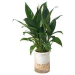SPATHIPHYLLUM растение 1