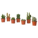 Комнатное растение CACTACEAE 3