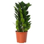 ZAMIOCULCAS растение в горшке 1