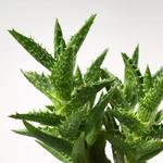 SUCCULENT комнатное растение в горшке 5
