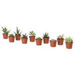 SUCCULENT комнатное растение в горшке 1