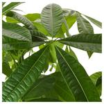 PACHIRA AQUATICA комнатное растение 2