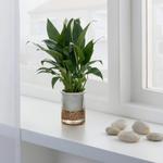 SPATHIPHYLLUM растение 2