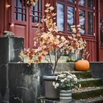 FEJKA искусственное комнатное растение 2