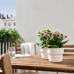KALANCHOE растение в горшке 3