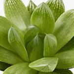 SUCCULENT комнатное растение в горшке 3