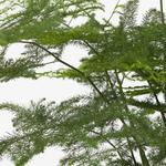 ASPARAGUS SETACEUS растение 2