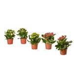KALANCHOE растение в горшке 1