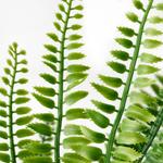 FEJKA искусственное комнатное растение 6