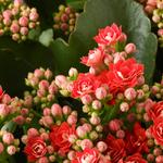 KALANCHOE растение в горшке 4