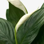 SPATHIPHYLLUM растение 3