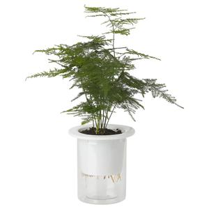 ASPARAGUS SETACEUS растение