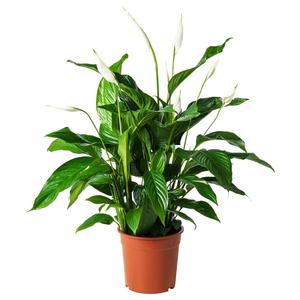 SPATHIPHYLLUM комнатное растение в горшке