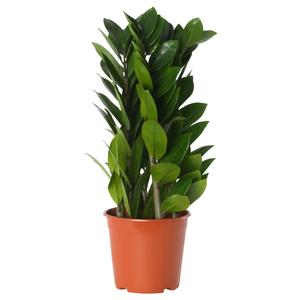 ZAMIOCULCAS растение в горшке