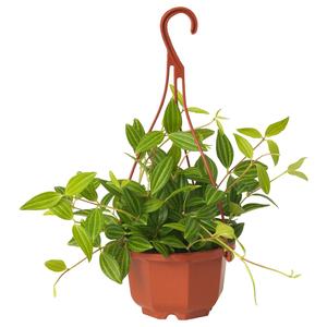 PEPEROMIA TETRAGONA подвесное растение