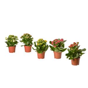 KALANCHOE растение в горшке